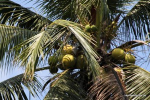 Koskosnüsse auf der Palme