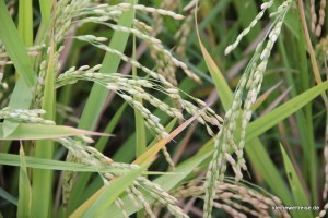 so sieht der Reis aus vor der Ernte