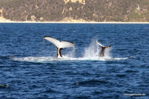 Wal-Mama und Wal-Baby