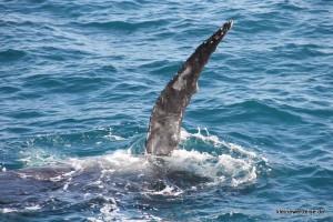 Die große Seitenflosse