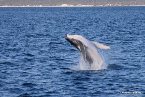 man achte auf den weißen Bauch