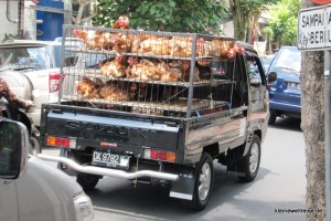 hier die Hühner auf dem Van