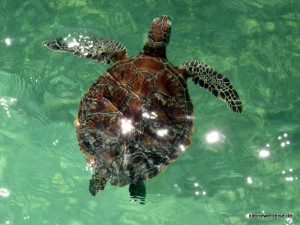 Schildkröte im Wasser