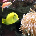 Reef HQ Aquarium
