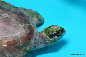 Schildkröte im Hospital