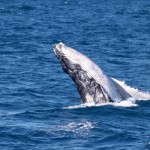 whale watching in Hervey Bay