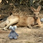 Lone Pine Koala Sanctuary