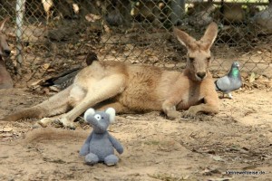Fanta mit Känguru