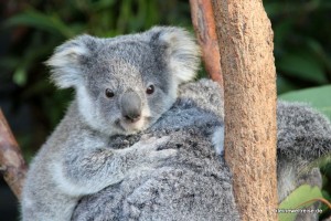 kleiner Koala