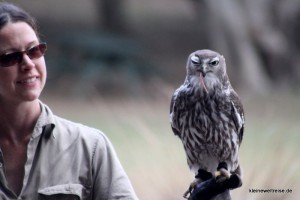 er frisst gerade eine Maus