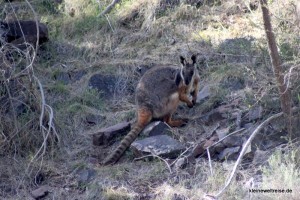 das seltene Wallaby