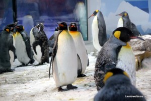 Pingus bei Kelly Tarltons