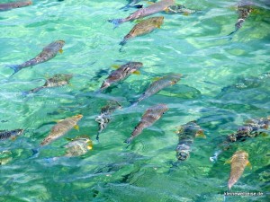 Fische am Great Barrier Reef