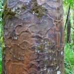 Die Kauri-Bäume im Wipua Forrest
