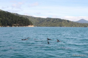 Delphine in Sicht Delphine in Sicht