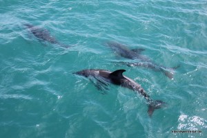 Delphine in den Marlborough Sounds Delphine in den Marlborough Sounds