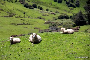 Schafe auf der Weide - DAS Foto