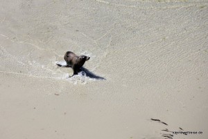 Seehund in der Nähe der Pinguine