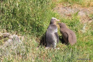 Gelbaugen Pinguin mit Jungem