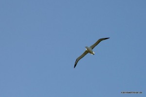 Albatross im Flug