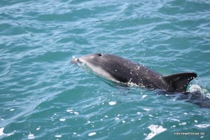 der Delphin begleitet uns der Delphin begleitet uns