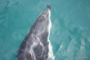 Delphin unterm Boot Delphin unterm Boot
