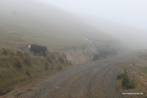 Kühe im Nebel