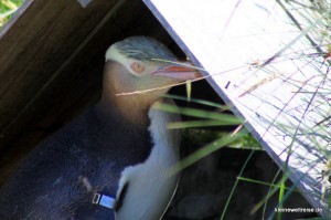 Gelbaugen-Pinguin in seiner Hütte