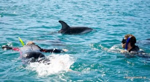 Wir schiwmmen mit Delphin Wir schiwmmen mit Delphin