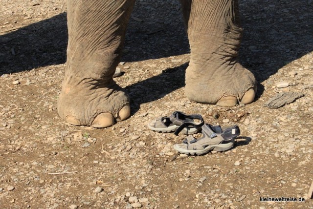 Der Elefant ist auf Juttas Schuhe getreten!