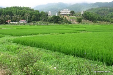 die Reisfelder