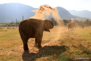 Elefant in Thailand