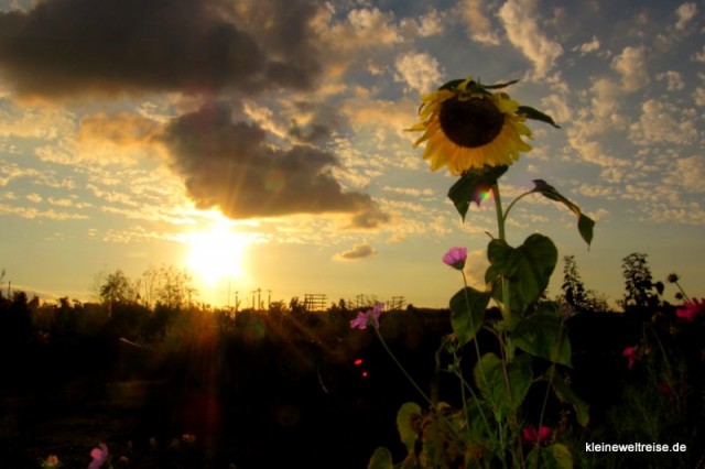 Die Sonnenblume mit Blitz ausgeleuchtet: Berlin, alter Flughafen Tempelhof