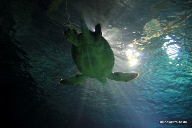 Die Wasserschildkröte hat Zeit :)