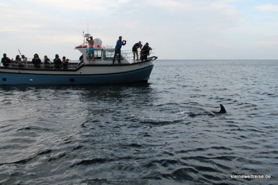 Delfine in Donegal